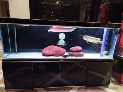 guest photo