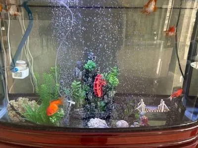guest photo