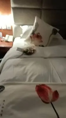 guest photo
