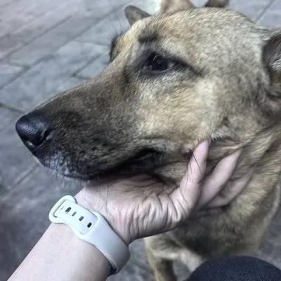 guest photo