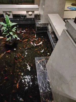 guest photo