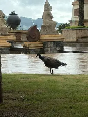 guest photo