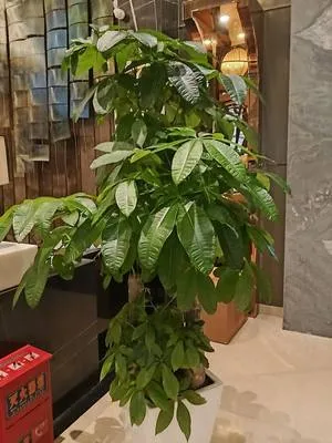 guest photo