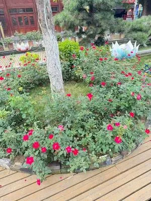 guest photo