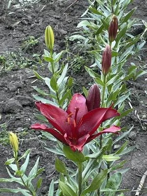 guest photo
