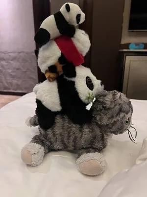 guest photo