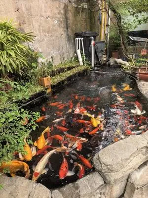 guest photo