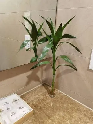 guest photo