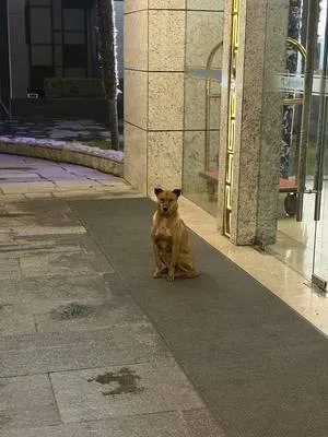 guest photo