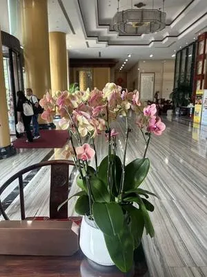 guest photo