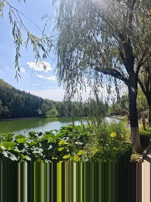 guest photo