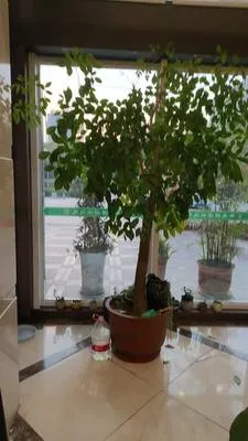 guest photo