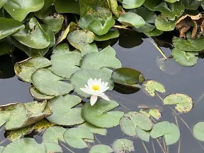 guest photo
