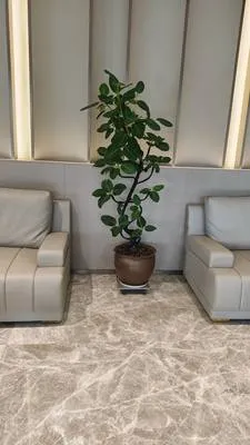 guest photo