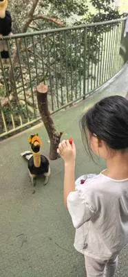 guest photo