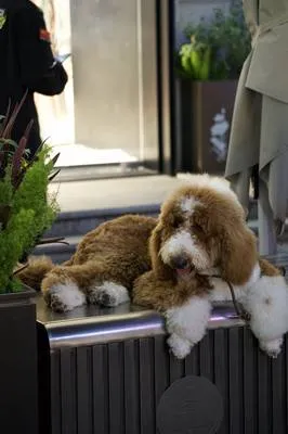 guest photo