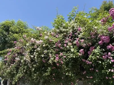 guest photo