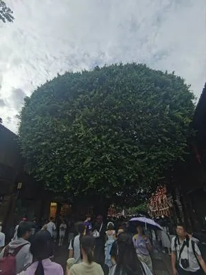guest photo