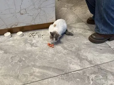 guest photo