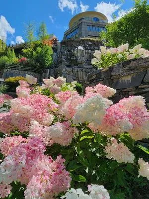 guest photo