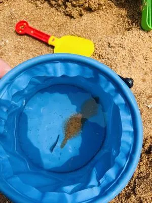 guest photo