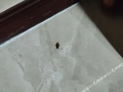 guest photo