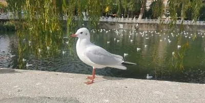 guest photo