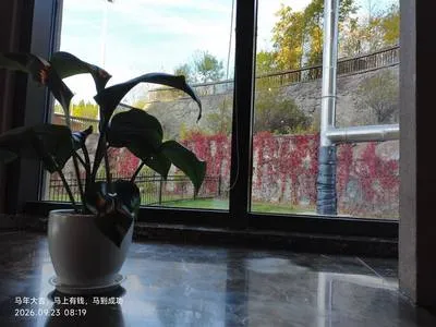 guest photo