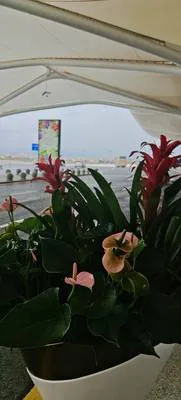 guest photo