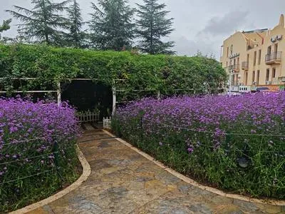 guest photo