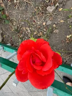 guest photo