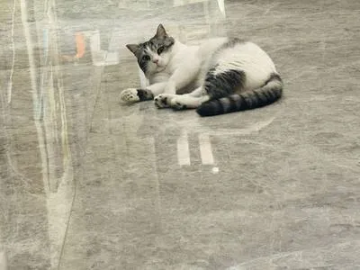 guest photo