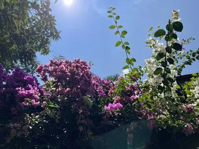 guest photo