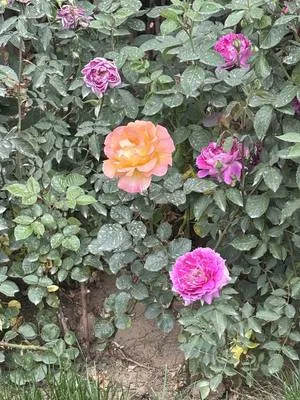 guest photo