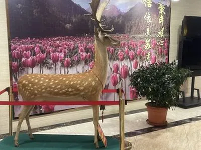 guest photo