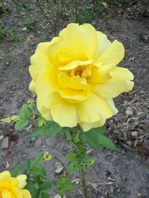 guest photo