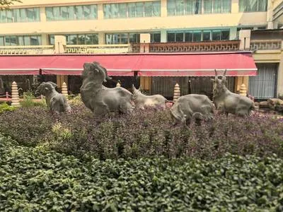 guest photo