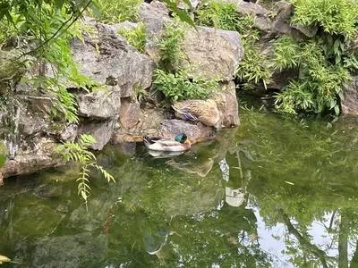 guest photo
