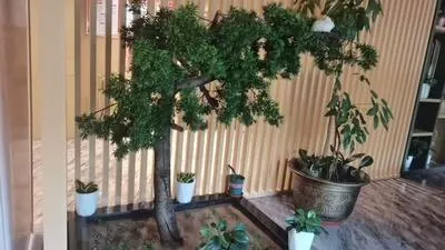 guest photo