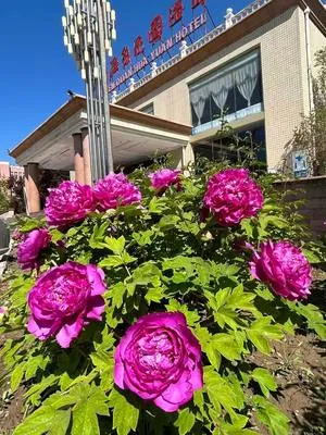 guest photo