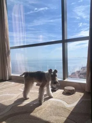 guest photo