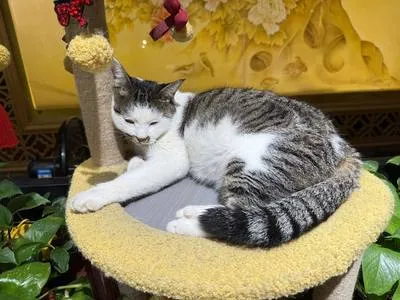 guest photo