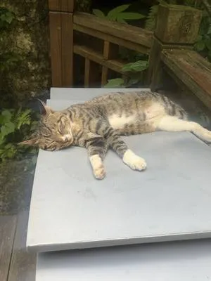 guest photo