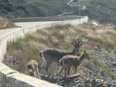guest photo