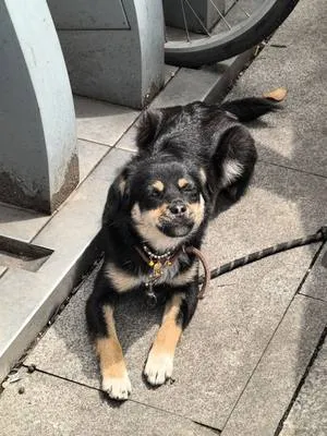 guest photo