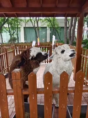 guest photo