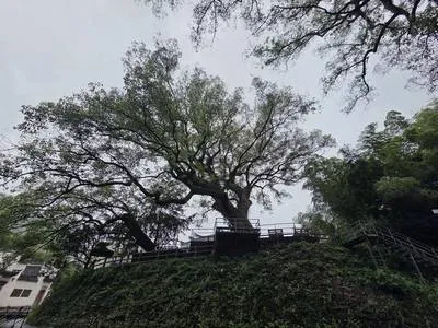 guest photo